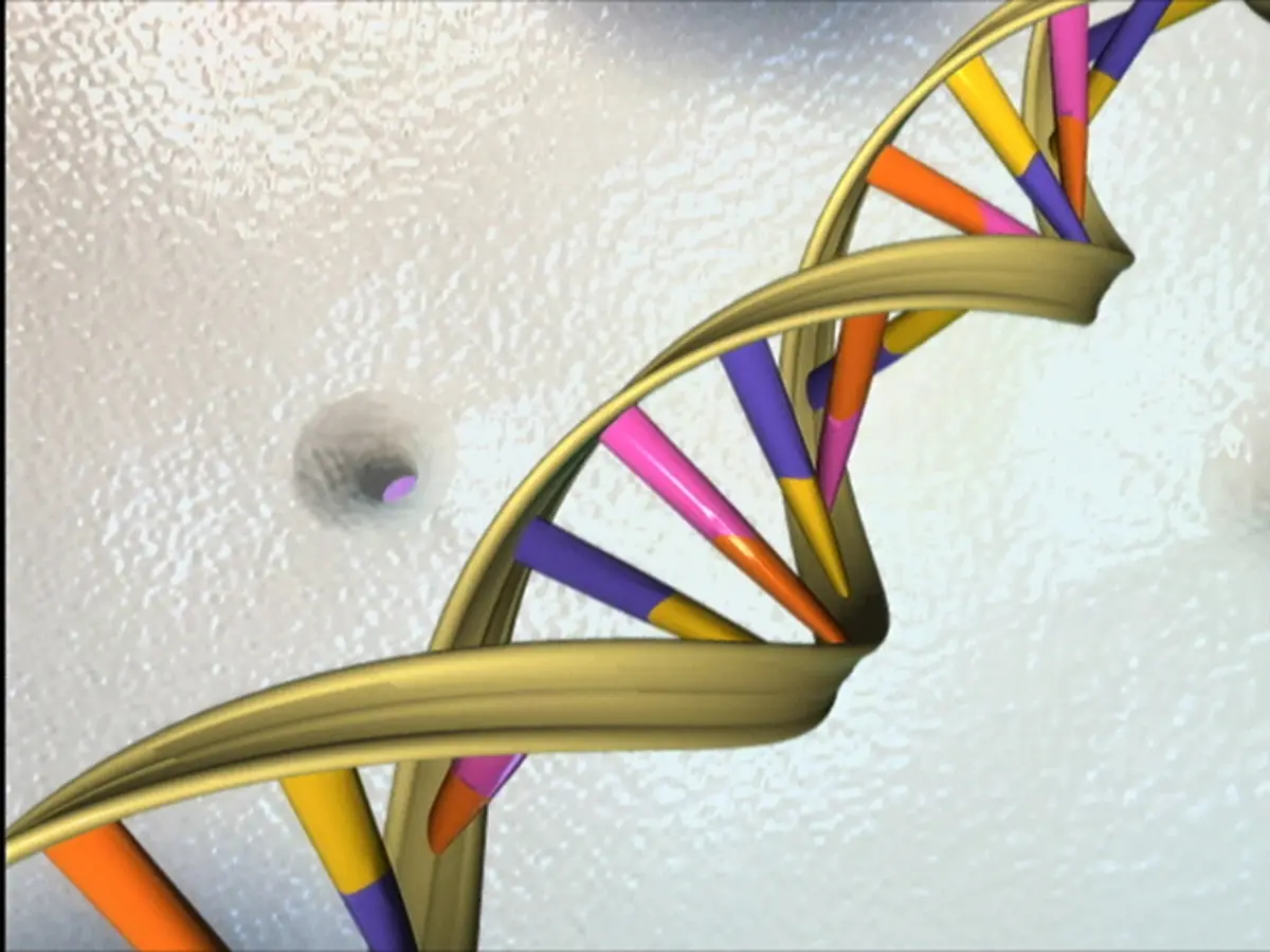 DNA-dubbelhelix med de två sammanlänkade nukleotidsträngarna