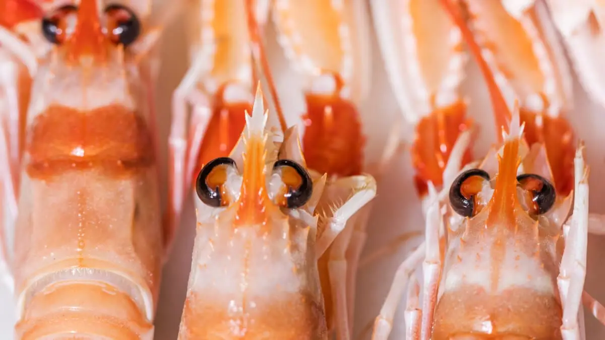 Vad är krill? Så mycket mer än bara små kräftdjur! illustration